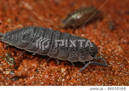 Closeup on a rough woudlouse, Porcellio scaber on a red brick in the garden 86050168