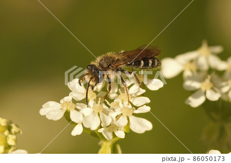 Closeup on a male Broad faced mining bee, Andrena proxima on a white flower in the field 86050173