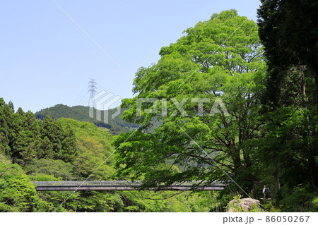 新緑の御岳渓谷 新緑の御岳渓谷 86050267