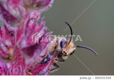 Closeup of the head of a male of the purple loosestrife bee, Melitta nigricans, on a flower of it's hostplant , Lythrum salicaria Closeup of the head of a male of the purple loosestrife bee, Melitta nigricans, on a flower of it's hostplant , Lythrum salicaria 86050308