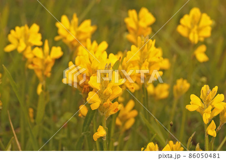 Closeup on the yellow flowers of dyer's greenweed or broom, Genista tinctoria in a grassland Closeup on the yellow flowers of dyer's greenweed or broom, Genista tinctoria in a grassland 86050481