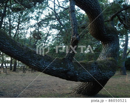 屈曲するクロマツの巨樹(山口県光市虹ケ浜海岸) 86050521