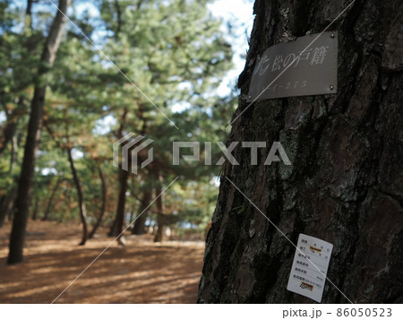 松の戸籍(山口県光市室積海岸) 松の戸籍(山口県光市室積海岸) 86050523