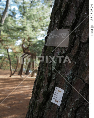 松の戸籍・縦位置(山口県光市室積海岸) 松の戸籍・縦位置(山口県光市室積海岸) 86050524