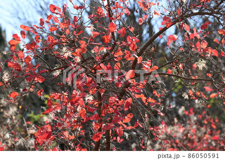 青空と色々な木々の森をバックに赤く色づく紅葉したスモークツリーの樹にピントを合わせて撮影した風景 86050591