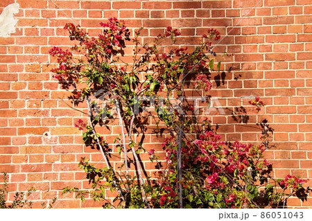 赤レンガと赤い花 86051043