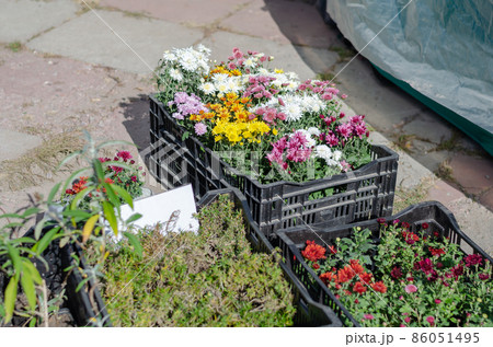 Farmer's Fair. Seedlings of flowers and herbs in black boxes. Farmer's Fair. Seedlings of flowers and herbs in black boxes. 86051495