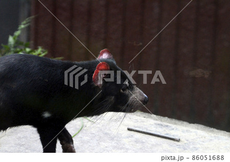 タスマニアデビル 86051688