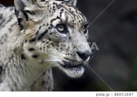 ユキヒョウ ユキヒョウ 86051697