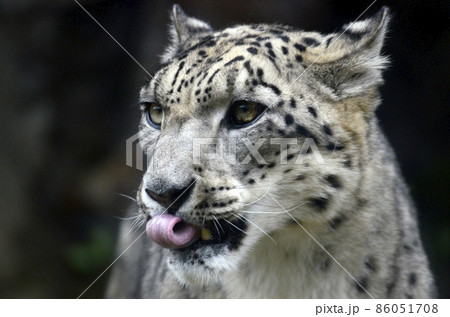 ユキヒョウ 86051708