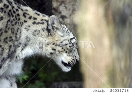 ユキヒョウ 86051718