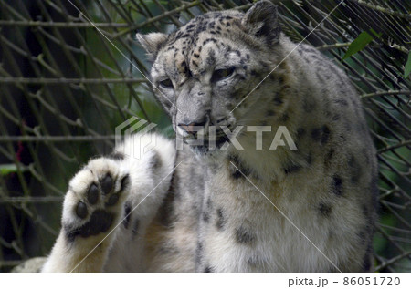 ユキヒョウ ユキヒョウ 86051720