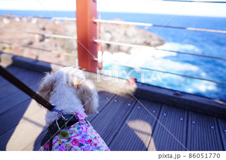 海の上の橋にいるの犬 86051770
