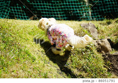 崖を駆け上る犬の写真素材 崖を駆け上る犬の写真素材