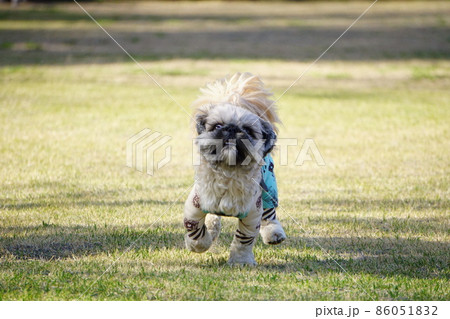 ドッグランで走る犬の正面の写真素材