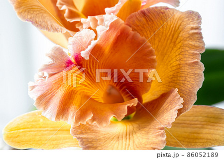 Close-up of Thai orchid on a blurred background, macro photography. 86052189