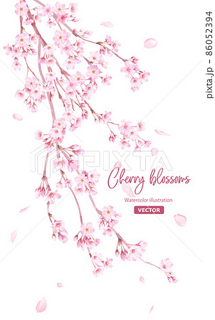 春の花 枝垂れ桜の花と散る花びらの水彩イラスト ベクター レイアウト変更可能 のイラスト素材