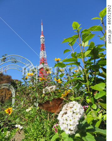 芝公園の花壇越しに見える東京タワー 芝公園の花壇越しに見える東京タワー 86052902