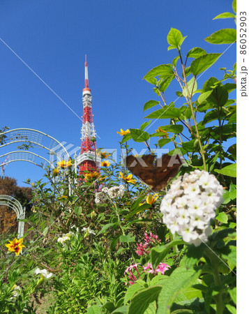 芝公園の花壇越しに見える東京タワー 芝公園の花壇越しに見える東京タワー 86052903