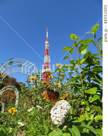 芝公園の花壇越しに見える東京タワー 86052905