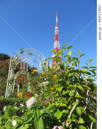 芝公園の花壇越しに見える東京タワー 芝公園の花壇越しに見える東京タワー 86052907