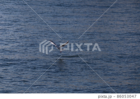 青い海面すれすれを翼を広げて飛ぶかもめがいる海の風景 青い海面すれすれを翼を広げて飛ぶかもめがいる海の風景 86053047