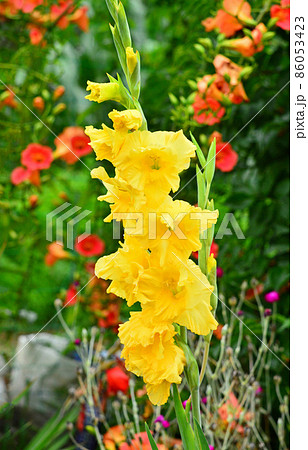 グラジオラス 86053423