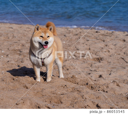 Shiba Inu puppy looks like a little fox Shiba Inu puppy looks like a little fox 86053545