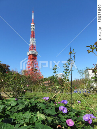 芝公園から見える東京タワー 86053640