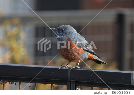 イソヒヨドリ (オス) 86053658