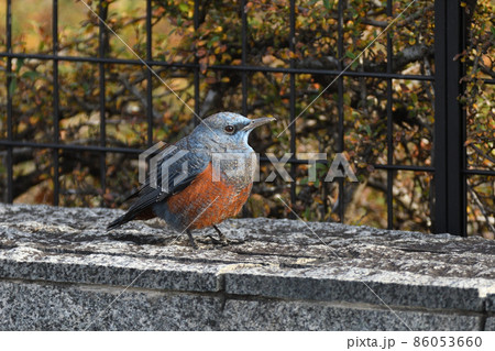 イソヒヨドリ (オス) 86053660