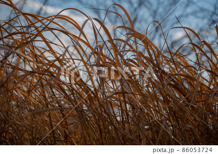 冬の薄 86053724