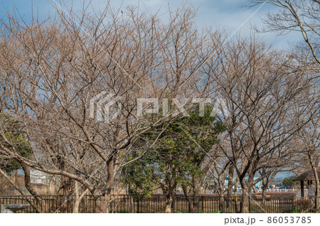 湖岸と並木 86053785