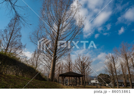 公園の枯れ木 86053861