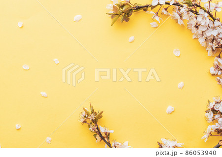 Spring border, spring blossom and April floral nature on pink background. Branches of blossoming apricot macro with soft focus. For easter and spring greeting cards with copy space. Springtime. 86053940
