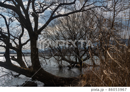 湖畔と樹木 86053967