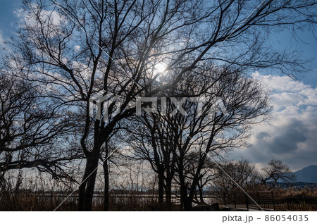 湖畔と樹木 86054035