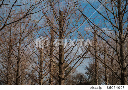 枯れ木 枯れ木 86054093