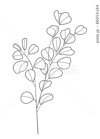 Eucalyptus branch vector in line art style. Bohemian eucalyptus leaves, plant on isolated background. Minimal, simple botany, floral 86054164
