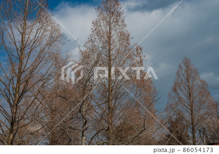 枯れ木 86054173
