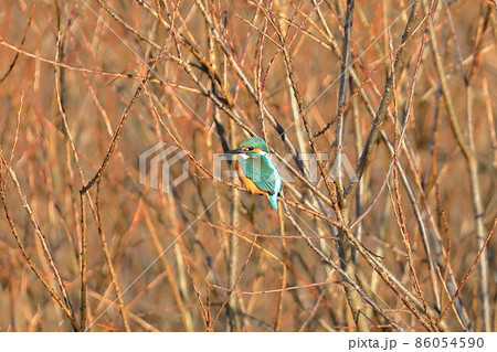 埼玉県比企郡川島町の越辺川白鳥飛来地　川原の枝にとまるカワセミ 86054590