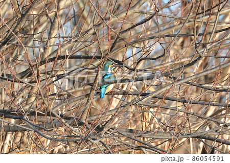 埼玉県比企郡川島町の越辺川白鳥飛来地　川原の枝にとまるカワセミ 86054591