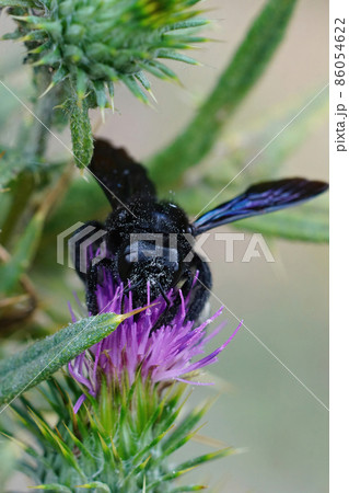 Vertical closeup of a violet carpenter bee, Xylocopa violacea sipping nectar from a large purple thistle 86054622