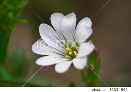 Closeup on the white flower of a field mouse-ear or chickweed, Cerastium arvense Closeup on the white flower of a field mouse-ear or chickweed, Cerastium arvense 86054642
