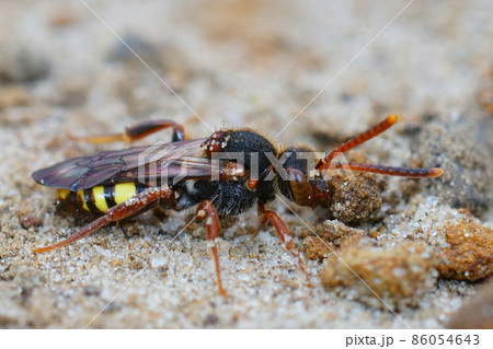 Closeup of the colorful Variable nomad cleptoparasite bee, Nomada zonata on sandy soil Closeup of the colorful Variable nomad cleptoparasite bee, Nomada zonata on sandy soil 86054643