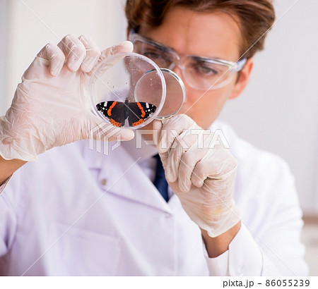 The scientist entomologist studying new butterfly species 86055239