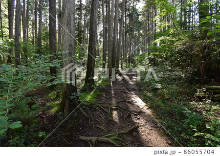宮城県仙台市の天然記念物青葉山にある青葉の森緑地です 宮城県仙台市の天然記念物青葉山にある青葉の森緑地です 86055704
