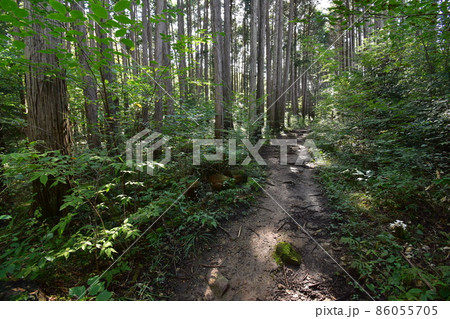 宮城県仙台市の天然記念物青葉山にある青葉の森緑地です 86055705