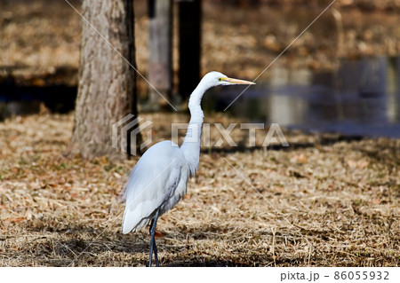 ダイサギ 86055932