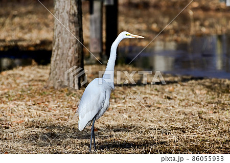 ダイサギ 86055933